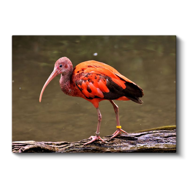 Kızıl İbis - Uzun Gagalı Egzotik Güzellik Kanvas Tablo