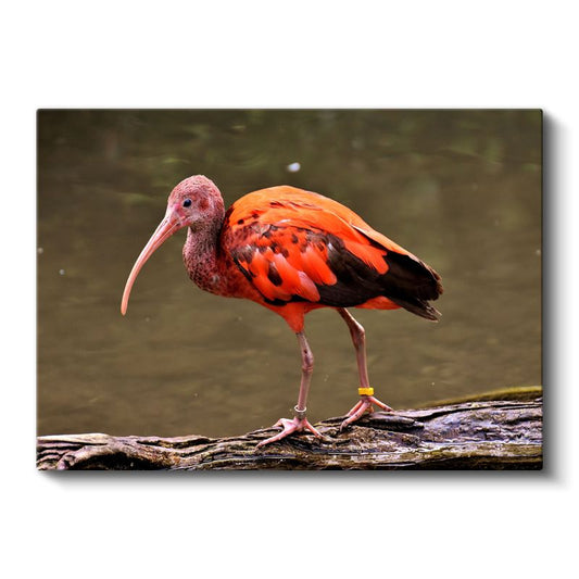 Kızıl İbis - Uzun Gagalı Egzotik Güzellik Kanvas Tablo