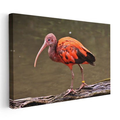 Kızıl İbis - Uzun Gagalı Egzotik Güzellik Kanvas Tablo
