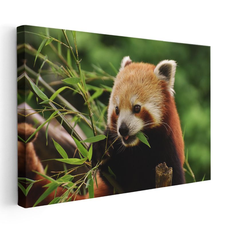 Bambu Aşığı - Kızıl Pandanın Yemek Keyfi Kanvas Tablo