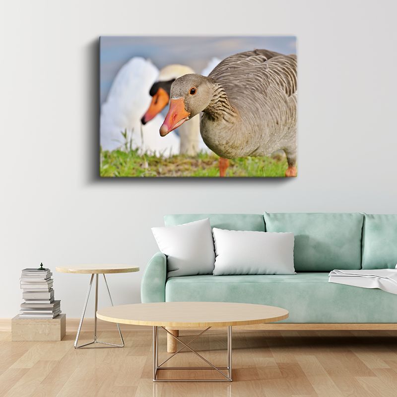 Yaban Kazı - Turuncu Gagalı Gri Güzellik Kanvas Tablo