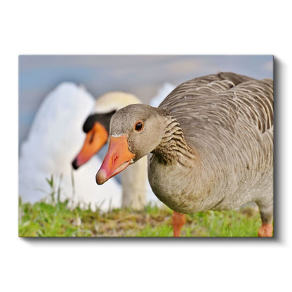 Yaban Kazı - Turuncu Gagalı Gri Güzellik Kanvas Tablo