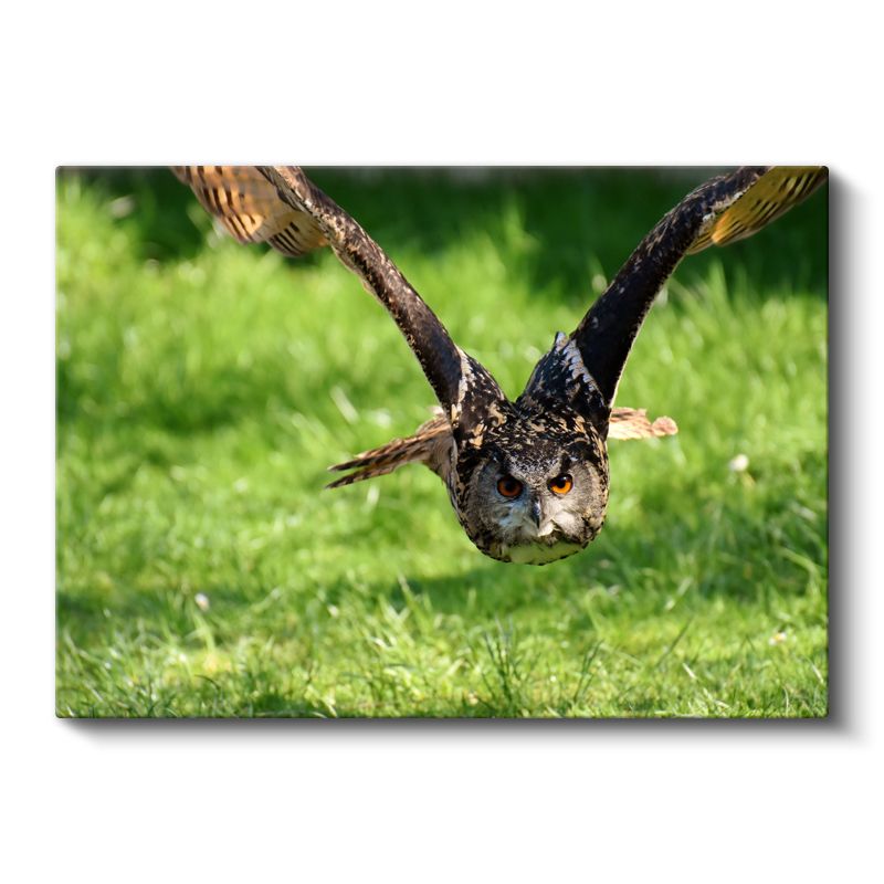 Avcı Baykuş - Kanatları Açık Uçuş Anı Kanvas Tablo