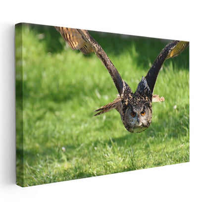 Avcı Baykuş - Kanatları Açık Uçuş Anı Kanvas Tablo