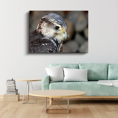 Şahin Portresi - Keskin Bakışlı Yırtıcı Kuş Kanvas Tablo