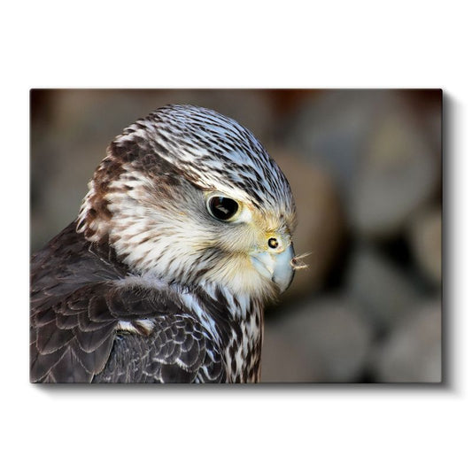 Şahin Portresi - Keskin Bakışlı Yırtıcı Kuş Kanvas Tablo