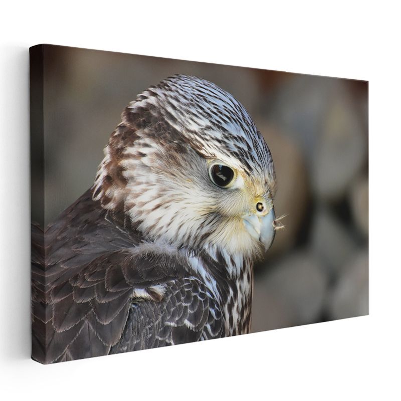 Şahin Portresi - Keskin Bakışlı Yırtıcı Kuş Kanvas Tablo