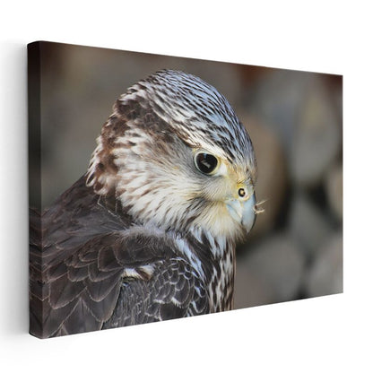 Şahin Portresi - Keskin Bakışlı Yırtıcı Kuş Kanvas Tablo