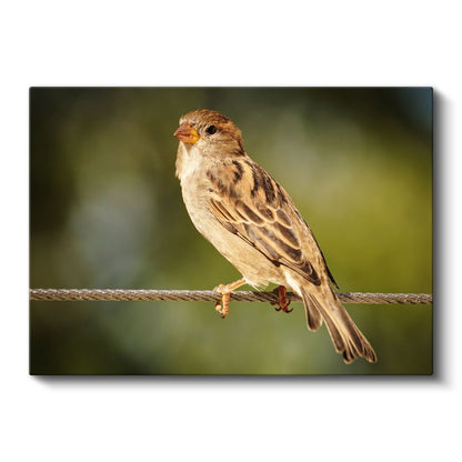 Serçe Duruşu - Tel Üzerinde Bekleyen Minik Kuş Kanvas Tablo