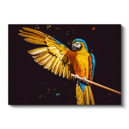 Kanatları Açık - Mavi Sarı Papağanın Gösterisi Kanvas Tablo