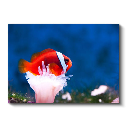 Palyaço Balığı - Mercan Dostunun Üzerinde Kanvas Tablo