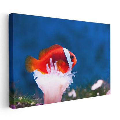 Palyaço Balığı - Mercan Dostunun Üzerinde Kanvas Tablo