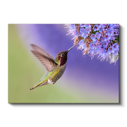 Sinek Kuşu - Nektar Avcısının Kanat Çırpışı Kanvas Tablo