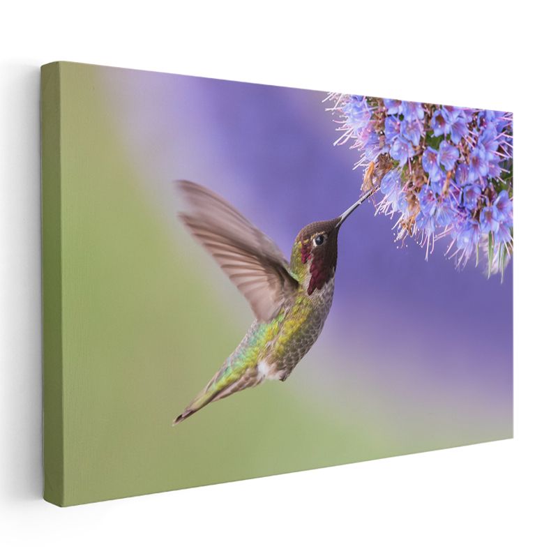 Sinek Kuşu - Nektar Avcısının Kanat Çırpışı Kanvas Tablo
