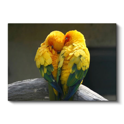 Sarı Papağanlar - Sevgi Dolu İkilinin Sıcaklığı Kanvas Tablo