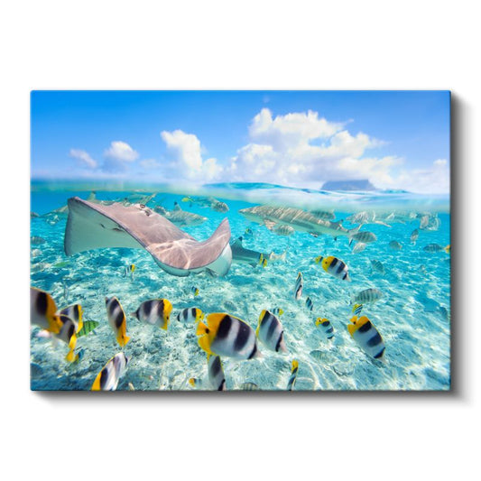 Vatoz Yolculuğu - Turkuaz Sularda Süzülüş Kanvas Tablo