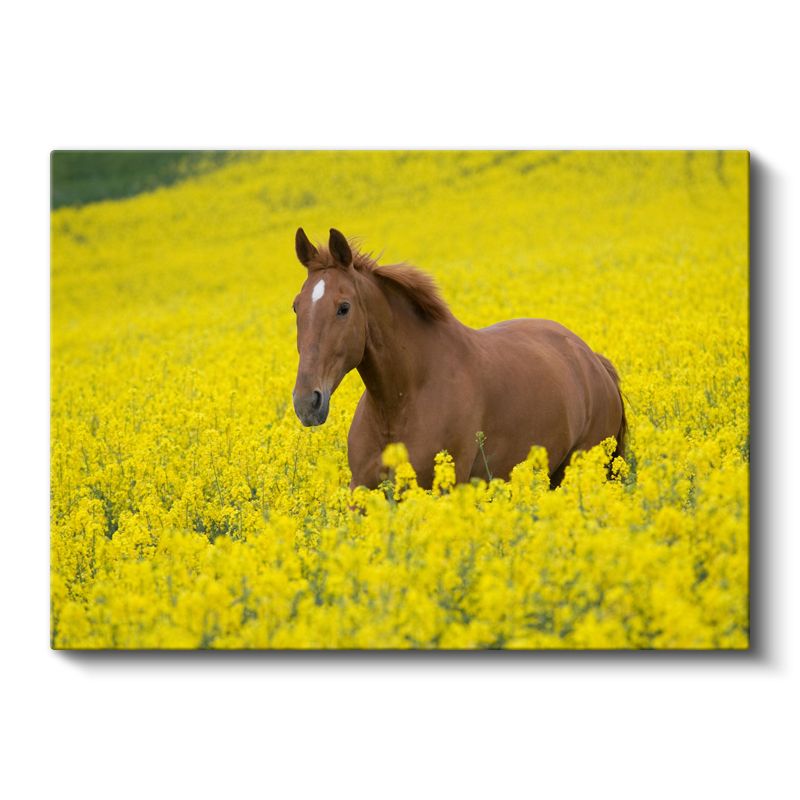 Çiçek Tarlasında At - Sarı Güzellikler Arasında Kanvas Tablo