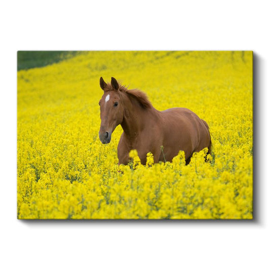 Çiçek Tarlasında At - Sarı Güzellikler Arasında Kanvas Tablo