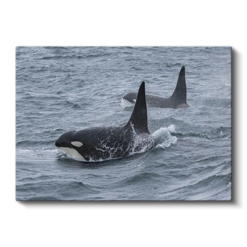 Katil Balinalar - Derin Sularda Yüzen İkili Kanvas Tablo