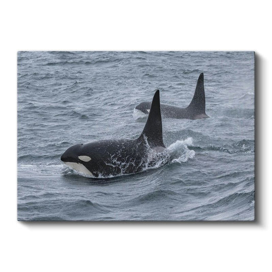 Katil Balinalar - Derin Sularda Yüzen İkili Kanvas Tablo