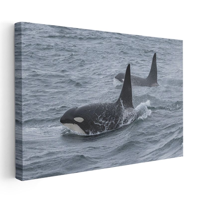 Katil Balinalar - Derin Sularda Yüzen İkili Kanvas Tablo