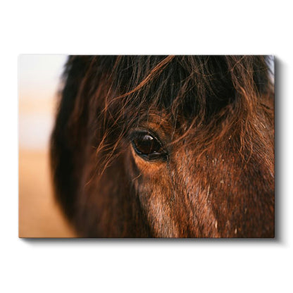 Atın Gözü - Kahverengi Güzelliğin Derinliği Kanvas Tablo