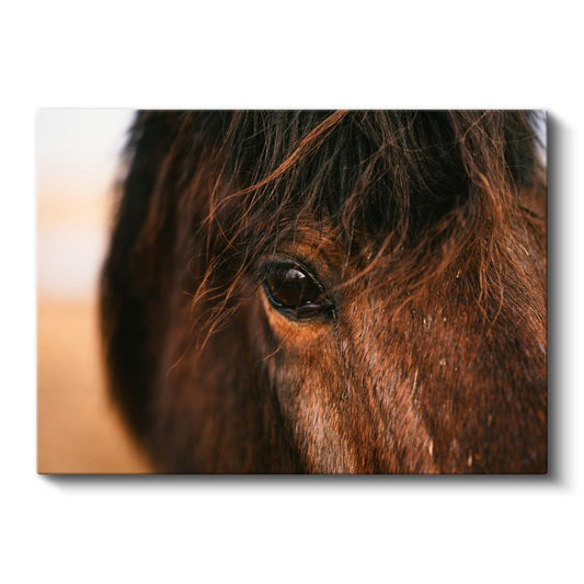 Atın Gözü - Kahverengi Güzelliğin Derinliği Kanvas Tablo