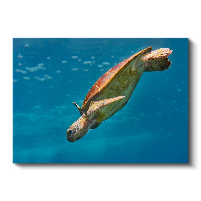 Deniz Kaplumbağası - Mavi Derinliklerde Süzülüş Kanvas Tablo