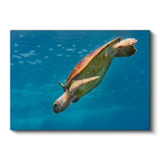 Deniz Kaplumbağası - Mavi Derinliklerde Süzülüş Kanvas Tablo