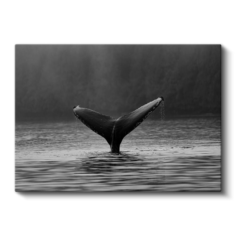 Balina Kuyruğu - Siyah Beyaz Sularda Zarafet Kanvas Tablo