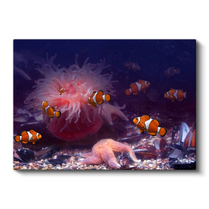 Palyaço Balıkları - Deniz Anemonları Arasında Dans Kanvas Tablo