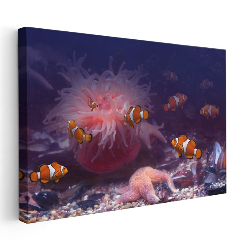 Palyaço Balıkları - Deniz Anemonları Arasında Dans Kanvas Tablo