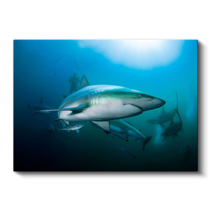 Köpekbalığı - Mavi Derinliklerin Avcısı Kanvas Tablo