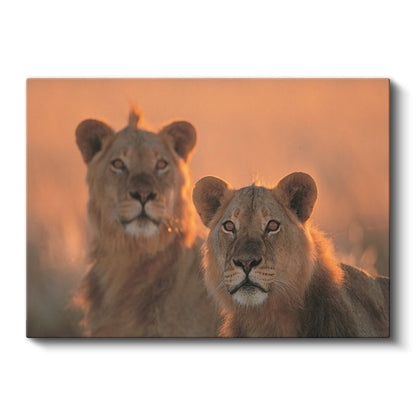 Aslan Çifti - Gün Batımında İki Kral Kanvas Tablo