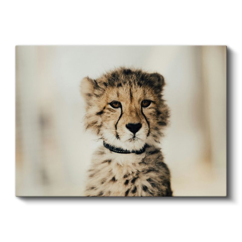 Çita Yavrusu - Masum Bakışların Derinliği Kanvas Tablo