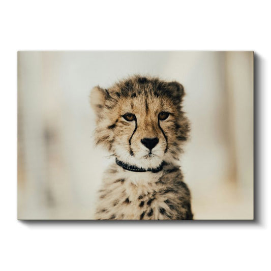 Çita Yavrusu - Masum Bakışların Derinliği Kanvas Tablo