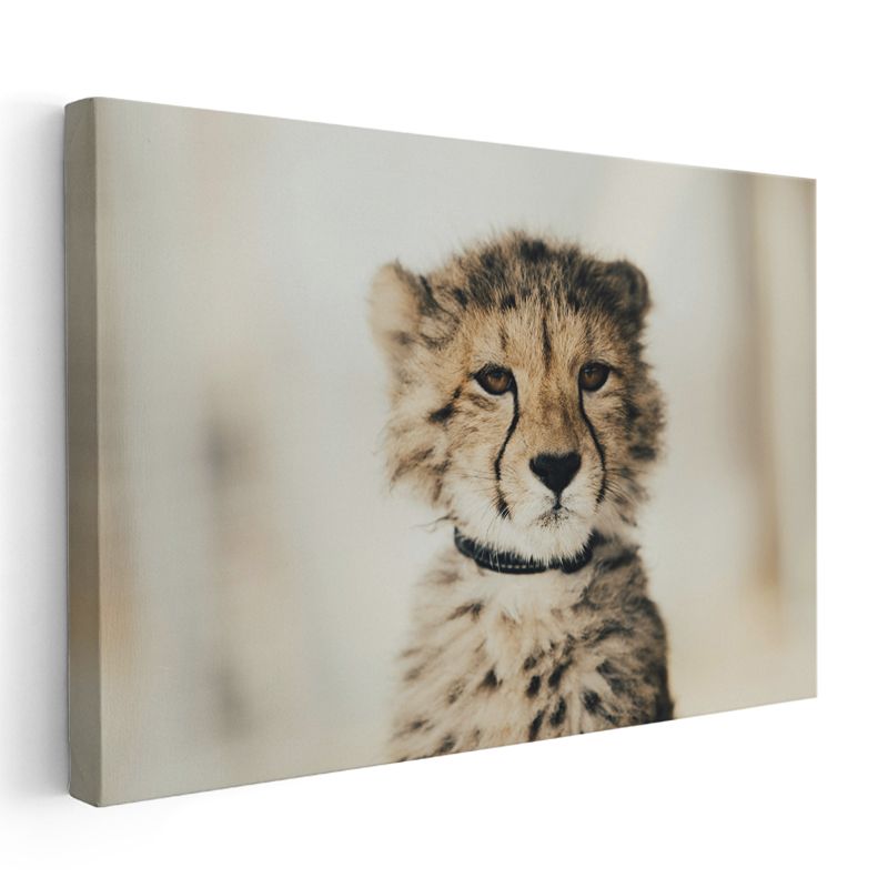 Çita Yavrusu - Masum Bakışların Derinliği Kanvas Tablo