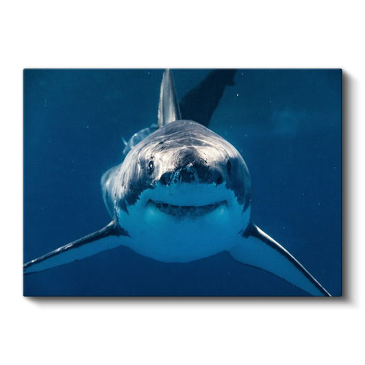 Büyük Beyaz Köpekbalığı - Mavi Derinliklerin Avcısı Kanvas Tablo