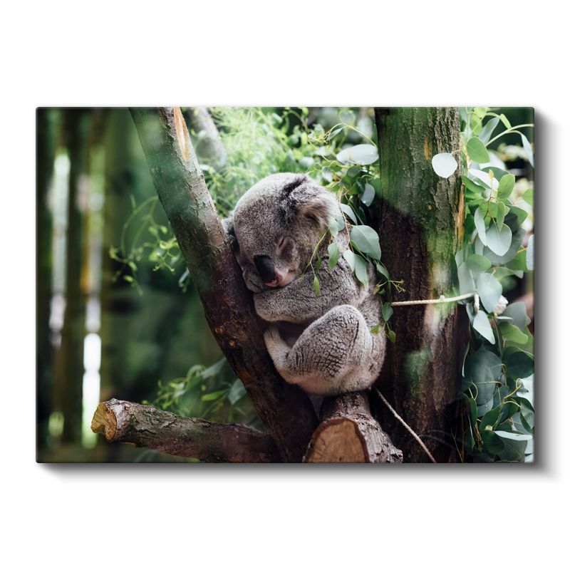 Uyuyan Koala - Ağaç Dalında Huzurlu Anlar Kanvas Tablo