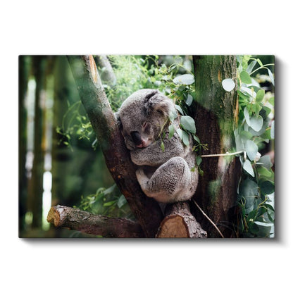 Uyuyan Koala - Ağaç Dalında Huzurlu Anlar Kanvas Tablo