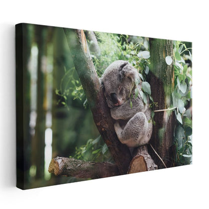 Uyuyan Koala - Ağaç Dalında Huzurlu Anlar Kanvas Tablo