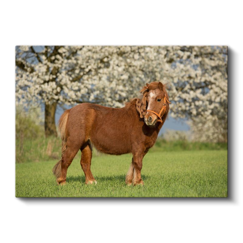 Midilli At - Çiçekli Baharda Asil Duruş Kanvas Tablo