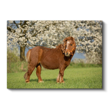 Midilli At - Çiçekli Baharda Asil Duruş Kanvas Tablo