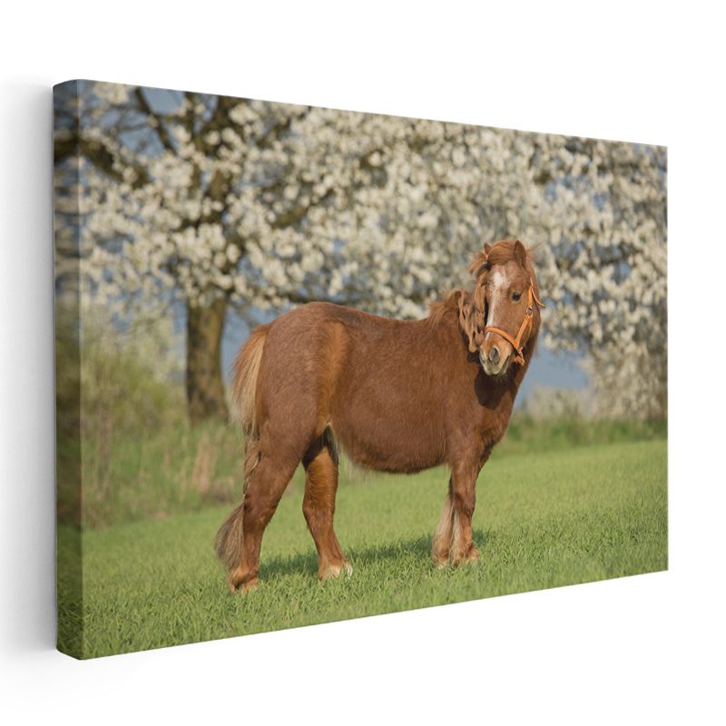 Midilli At - Çiçekli Baharda Asil Duruş Kanvas Tablo