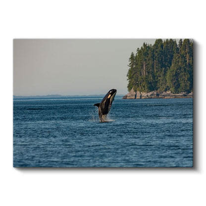Sıçrayan Orca - Mavi Sularda Özgürlük Anı Kanvas Tablo
