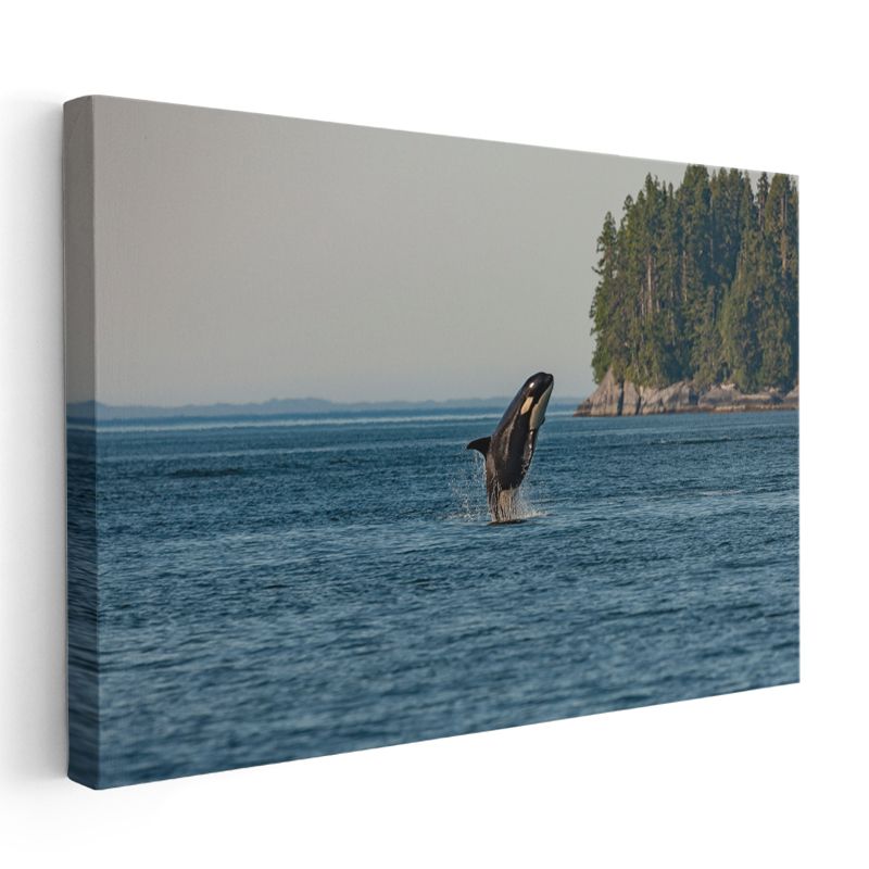 Sıçrayan Orca - Mavi Sularda Özgürlük Anı Kanvas Tablo