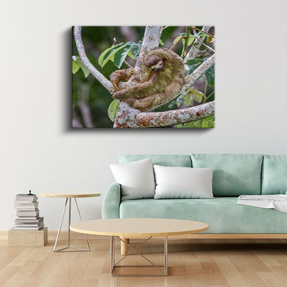 Tembel Hayvan - Ağaç Dalında Uyku Keyfi Kanvas Tablo