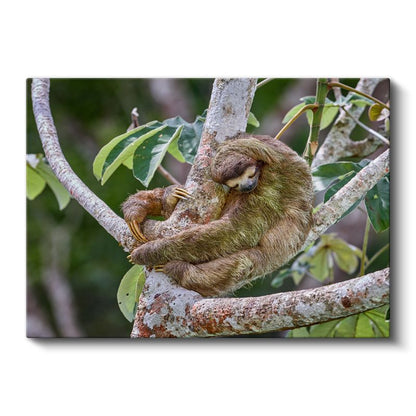 Tembel Hayvan - Ağaç Dalında Uyku Keyfi Kanvas Tablo