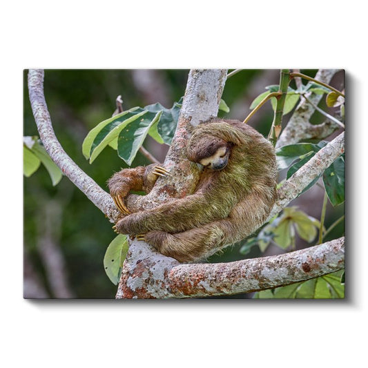 Tembel Hayvan - Ağaç Dalında Uyku Keyfi Kanvas Tablo