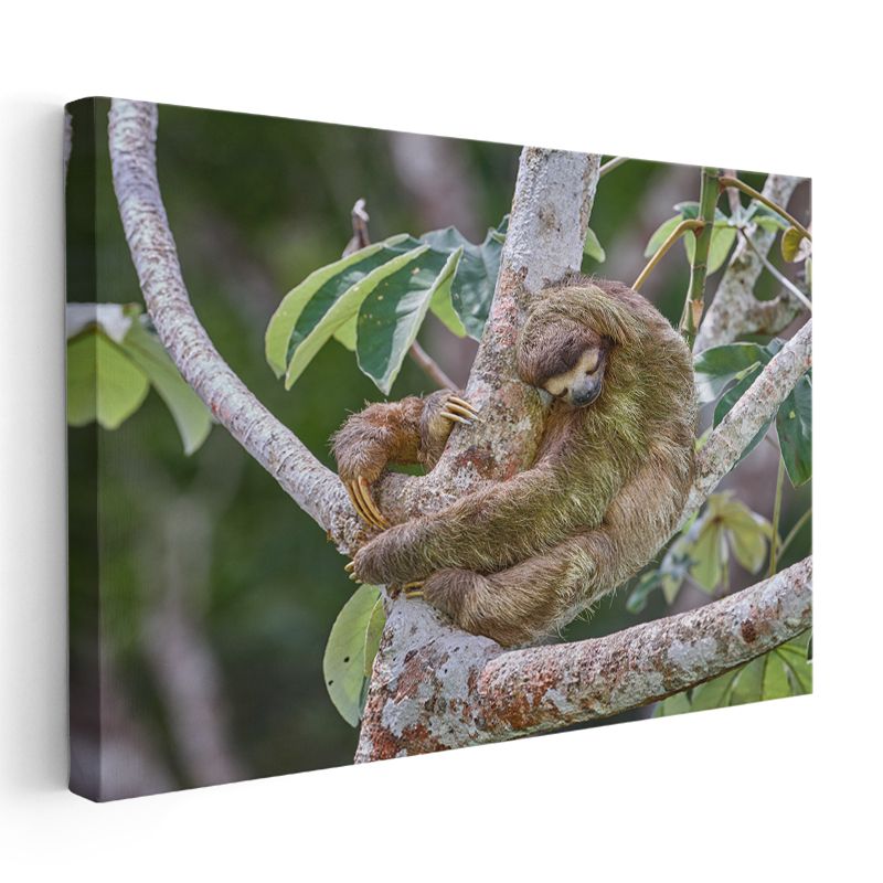 Tembel Hayvan - Ağaç Dalında Uyku Keyfi Kanvas Tablo